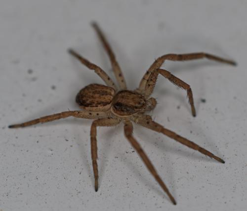 Philodromus dispar